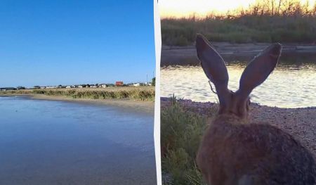 На узбережжі Одещини розплодилися зайці: науковець пояснив причину