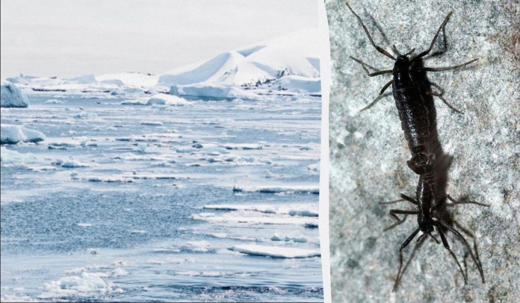 Мікропластик дістався краю Землі: його знайшли в організмі єдиної комахи Антарктиди