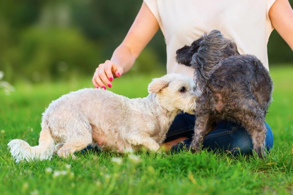Навіщо собаки обнюхують одне одного під хвостом, коли знайомляться: чому саме там