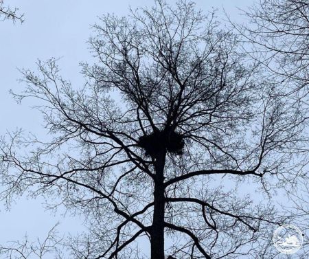 Біля Чорнобиля зафіксували гніздо рідкісного хижого птаха (фото)
