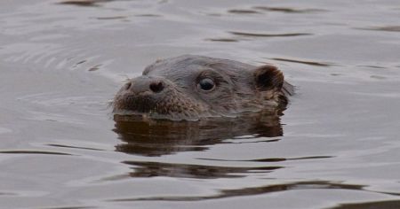 В Чорнобилі помітили незвичних хижаків