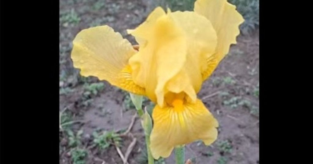 Диво природи: у грудні раптом розцвіла літня квітка