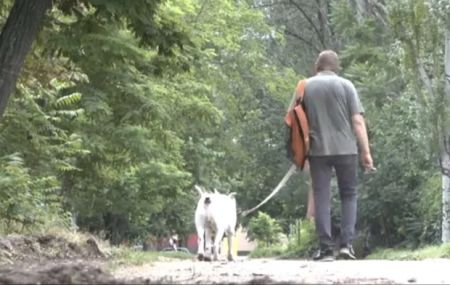 Штраф за вигул собаки: кому він загрожує та скільки доведеться заплатити