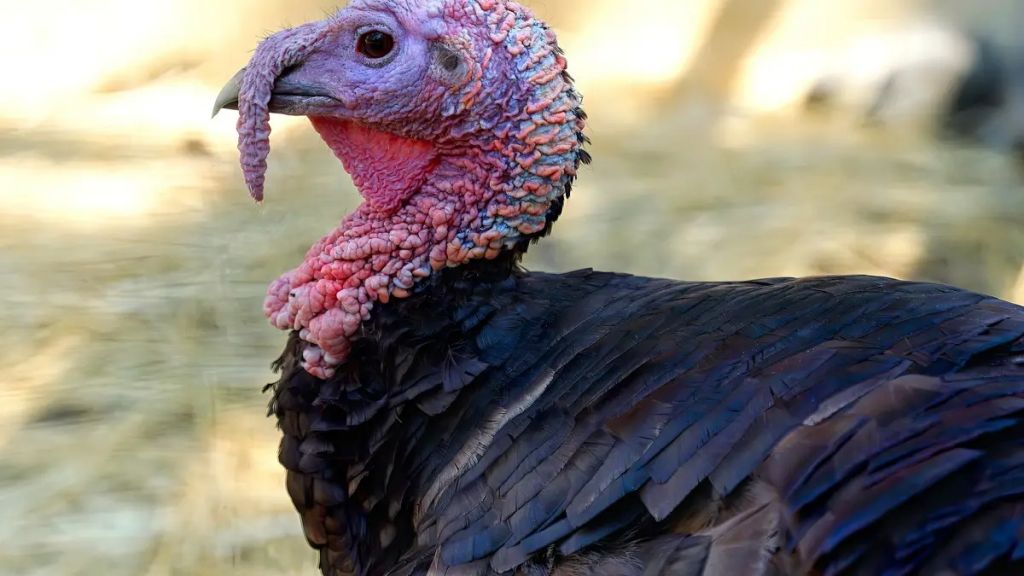 У Польщі лютує пташиний грип: десятки тисяч качок та індиків знищили