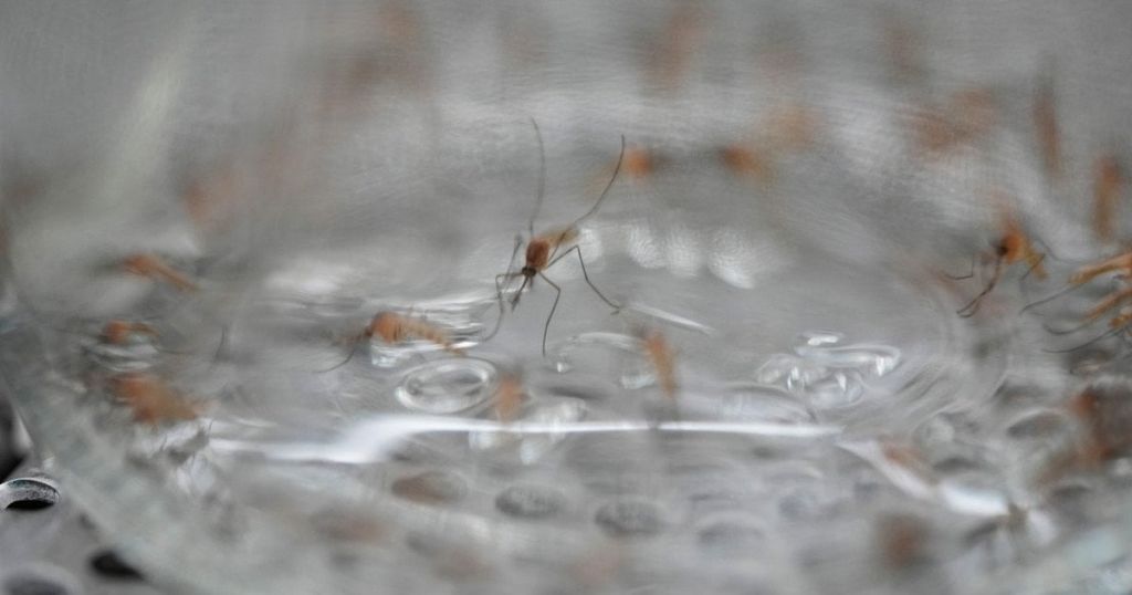 Найнебезпечніші комахи світу: дев’ятка “вбивць”, про яких часто забувають