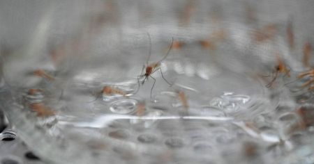 Найнебезпечніші комахи світу: дев’ятка “вбивць”, про яких часто забувають