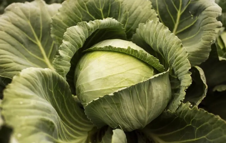 В Україні на 80% знизилася ціна на один з овочів борщового набору