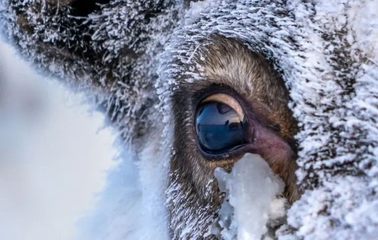 Очі північних оленів неймовірним чином змінюються взимку: що відбувається