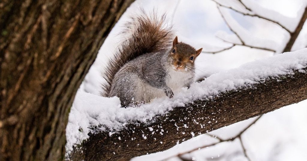 Україну накриють зимове похолодання та сніг: прогноз на 19-21 грудня