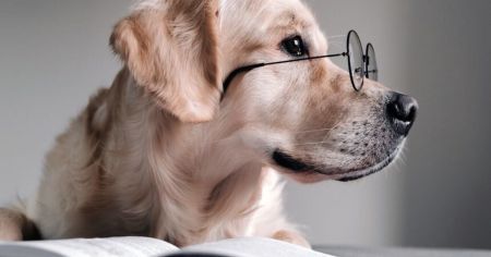 Найрозумніші собаки у світі: 10 порід з високим інтелектом (фото)