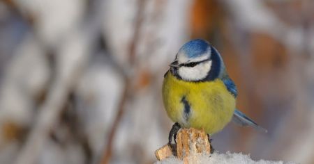 До України йде антициклон Frieda: як зміниться погода