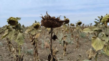 Кліматологи попереджають про колапс океанічної течії: Європу чекають сотні років посух