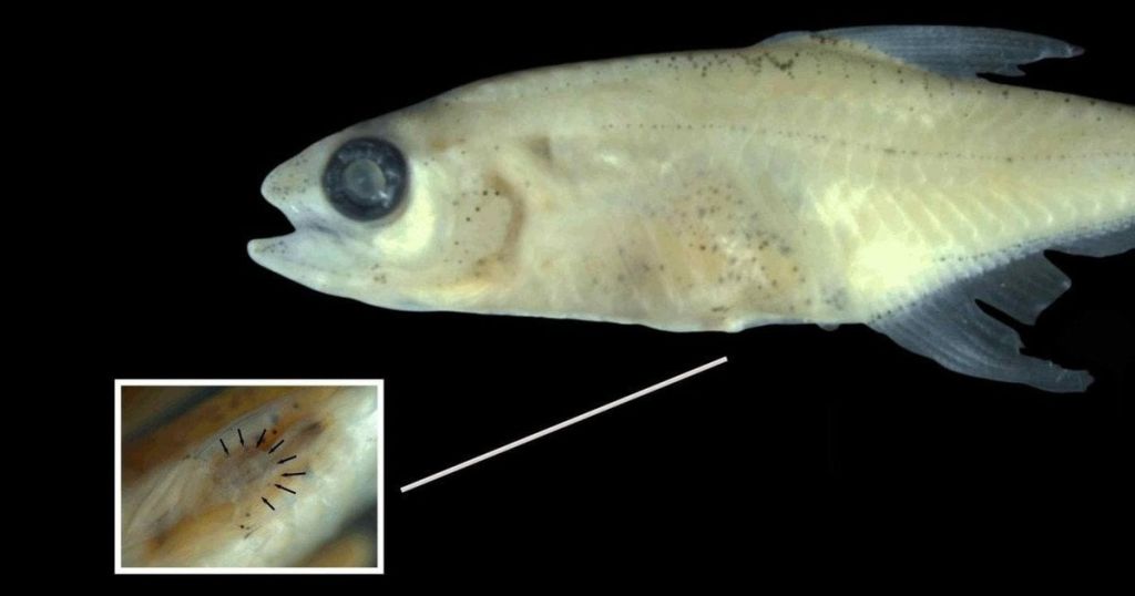Учені виявили крихітну рибу з невідомим науці органом