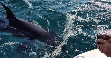 Біля Португалії косатки-убивці атакували яхту з родиною: які наслідки (фото)