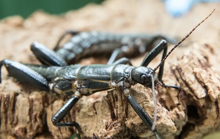 Комаха, яку вважали вимерлою понад 70 років, “повернулася з мертвих”: вижила на вулкані