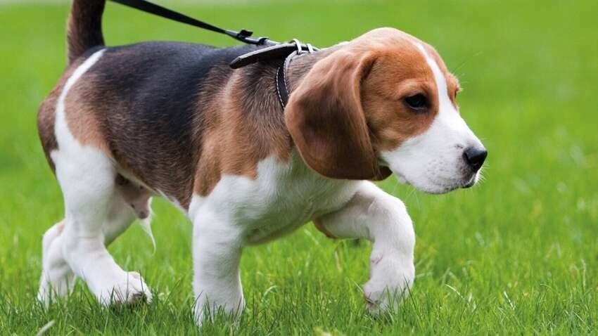 Вчені виявили у деяких собак унікальну здатність, про яку раніше ніхто не говорив