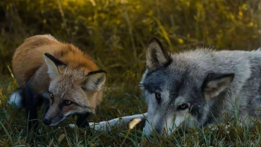 Киянка, окрім вовка тримала у квартирі ще одну дику тварину: що виявила поліція