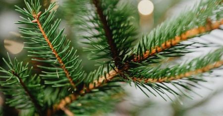 Щоб ялинка довго стояла: секрети довговічності, які допоможуть зберегти дерево свіжим на декілька тижнів