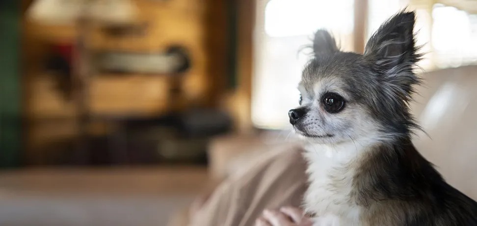 Топ-5 порід собак, які можуть вкусити: несподіваний рейтинг