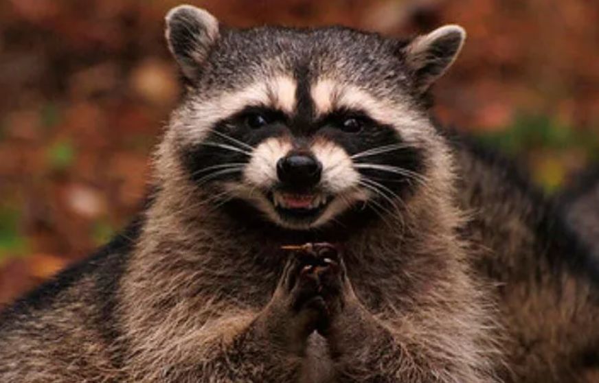 Напився і заснув у туалеті: єнот влаштував “алкогольне пограбування” і став зіркою