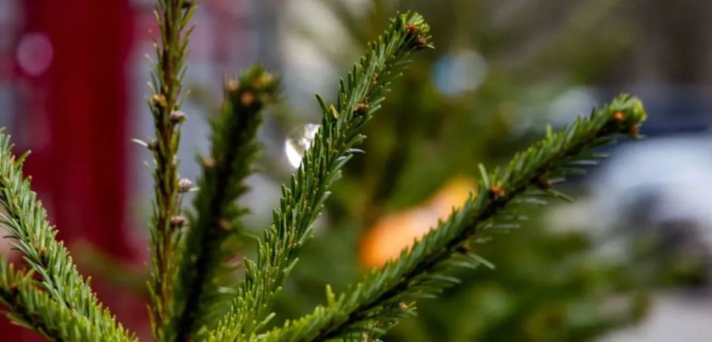 В Україні втричі підняли штрафи за вирубку дерев перед Новим роком і розповіли, де купити ялинку легально і недорого