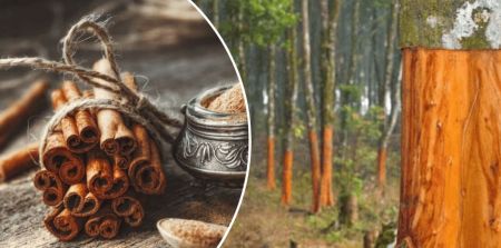 Фальшива кориця: як за етикеткою зрозуміти, що перед вами дешевий аналог