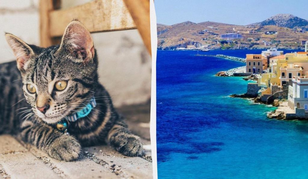 Угода мрії: острів у Греції пропонує безкоштовне житло в обмін на догляд за котами