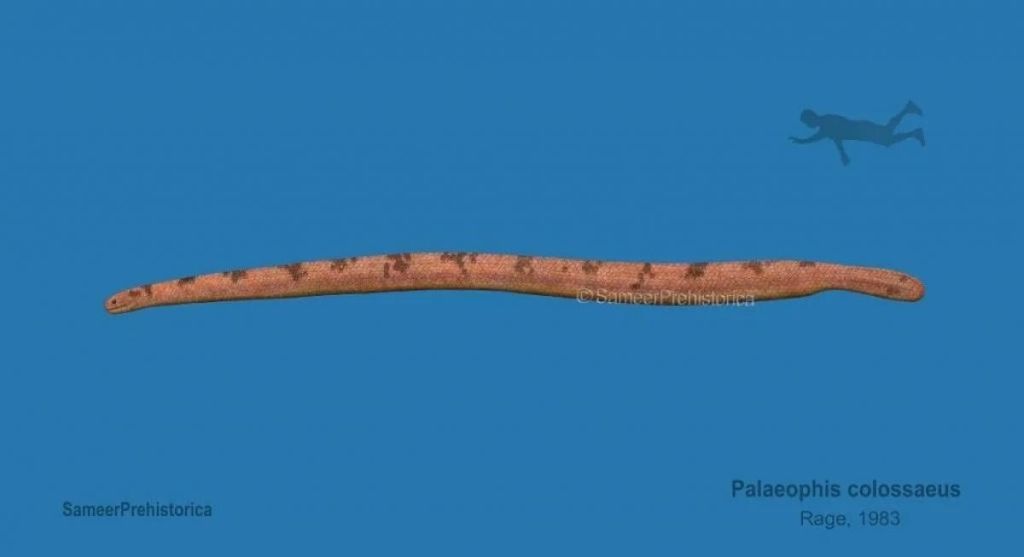 Найбільша в світі морська змія досягала більше 12 метрів в довжину і їла акул