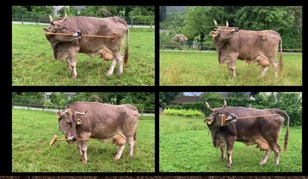 В Австрії живе надто розумна корова, яка може користуватися інструментами