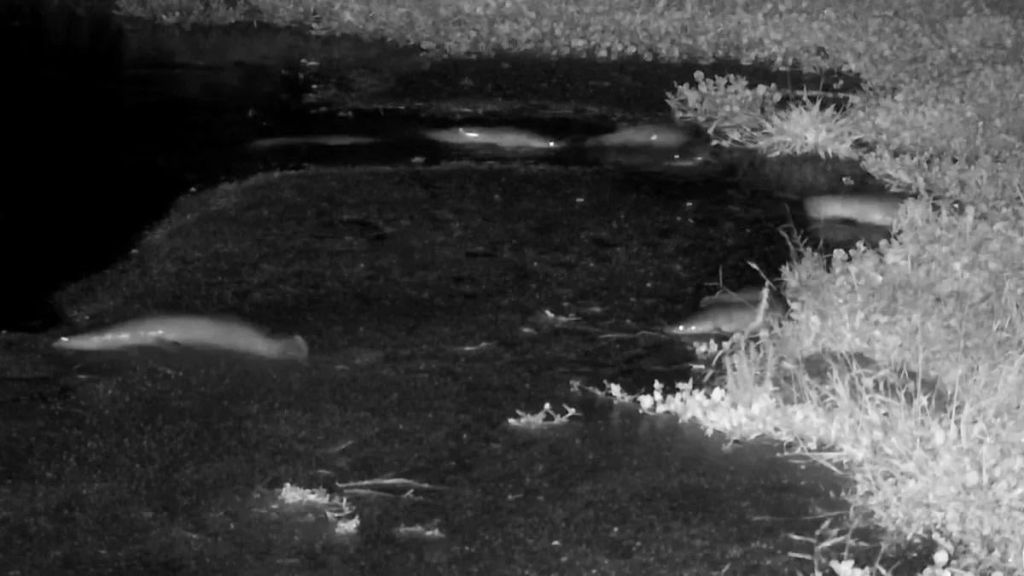 В Африці соми здійснили неспішну прогулянку по суші