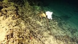 Вчені зробили тривожне відкриття під час місії до підводного каньйону, який ніколи не досліджували