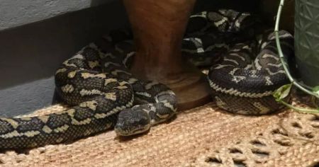 Жінка вночі виявила у своєму ліжку гігантську змію: чоловіка шокувала її реакція