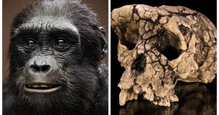 Найдавніший предок людини: вчені з’ясували, що за істота вперше почала ходити на двох ногах