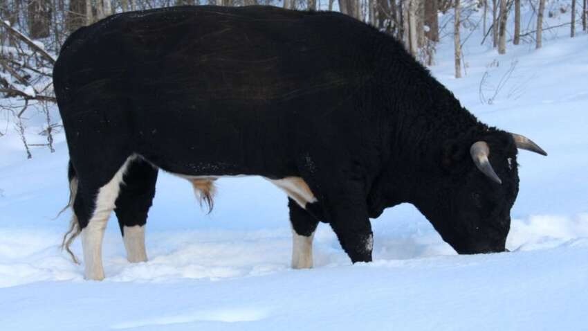 У Чорнобилі двох диких биків назвали Трамп та Сі: що з ними сталося взимку (ФОТО)