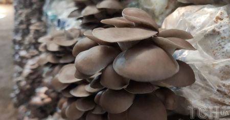 Гриби можуть зміцнити здоровʼя мозку: чому вчені вважають, що вони можуть сповільнити старіння