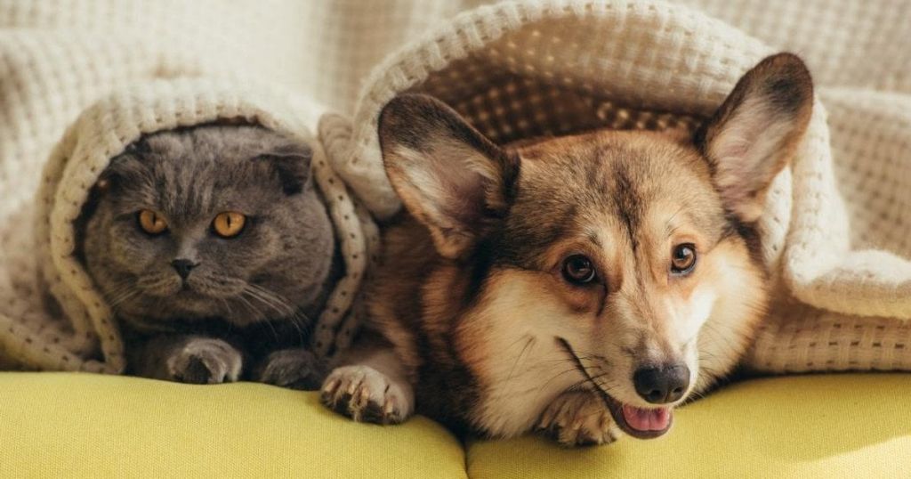 Як домашні улюбленці, коти або собаки, можуть попереджати про обстріли