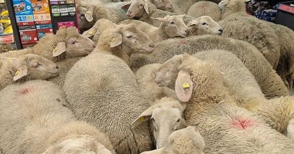 Овечий рейд: у Німеччині зграя тварин захопила супермаркет