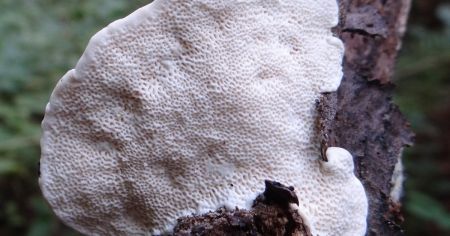 Відчутна навіть крапля в басейні: що відомо про найгіркішу речовину у світі