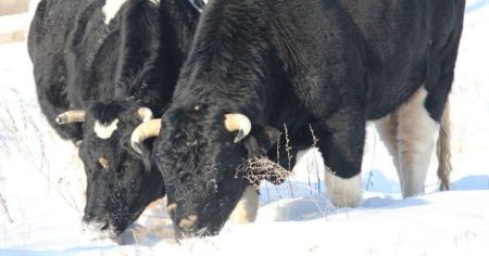 Жива легенда Чорнобиля: як зимує у Зоні відчуження стадо здичавілих корів (фото)
