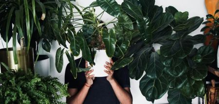 Ніколи не вирощуйте їх: які рослини не підходять для приміщень