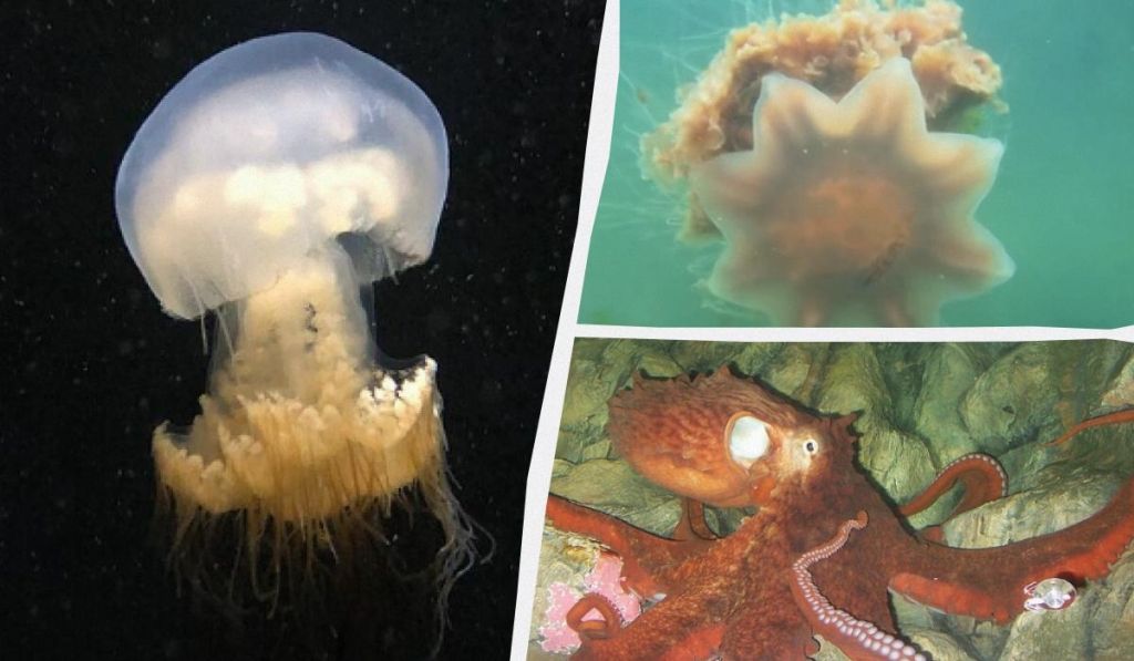 Жалять і хапають з відстані 30 метрів: названо 5 тварин із найдовшими щупальцями у світі