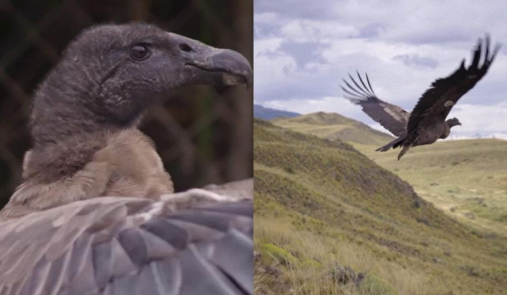 У Чилі випустили у небо легендарних птахів: країна рятує найбільшого хижака з крилами