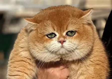 Муркотіння за ціною іномарки: за яких котів багатії віддають десятки тисяч доларів