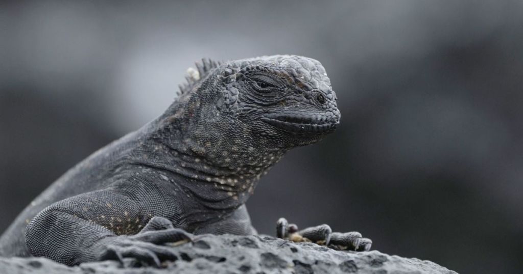 США накрили “дощі з ігуан”: що відбувається