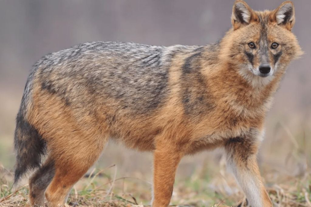 Навала шакалів в Україні: біолог попередив, коли хижак перетворюється на неадекватного вбивцю