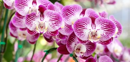 Як змусити орхідею зацвісти: простий, але дівєвий трюк
