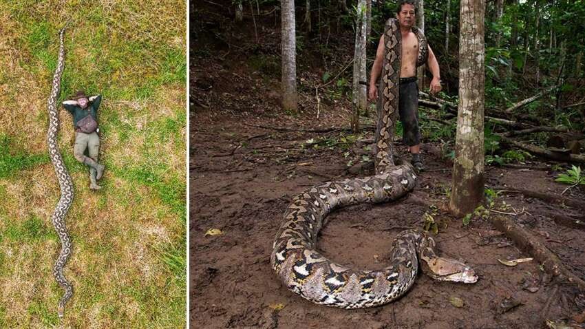 Нова королева джунглів: гігантський пітон з Індонезії офіційно став найдовшою змією світу