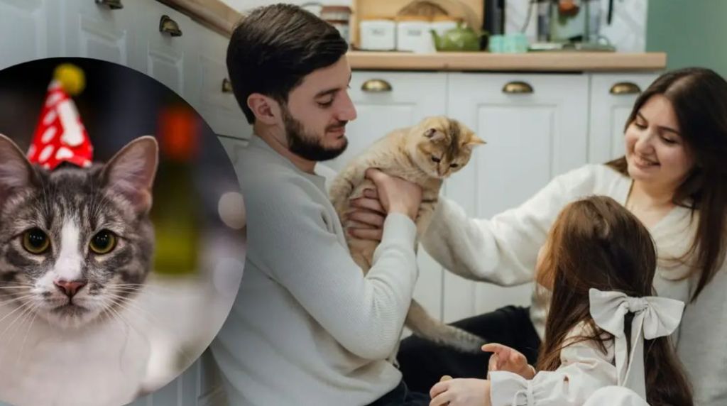 Правило «1 до 7» більше не діє: як насправді порахувати вік кота за людськими мірками