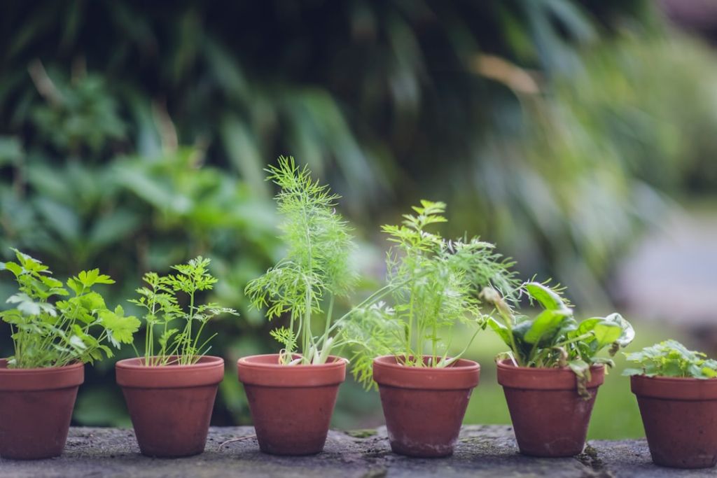 Рослини / © unsplash.com