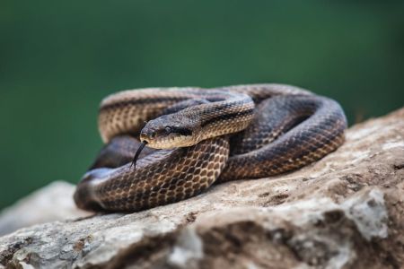 Змії / © pexels.com